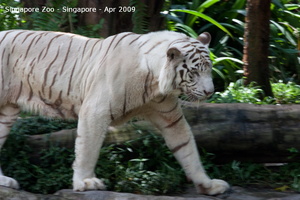 20090423 Singapore Zoo  89 of 97 